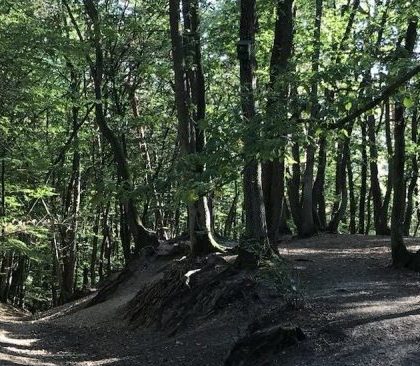 Weg zwischen den Bäumen eines Waldes im Sommer